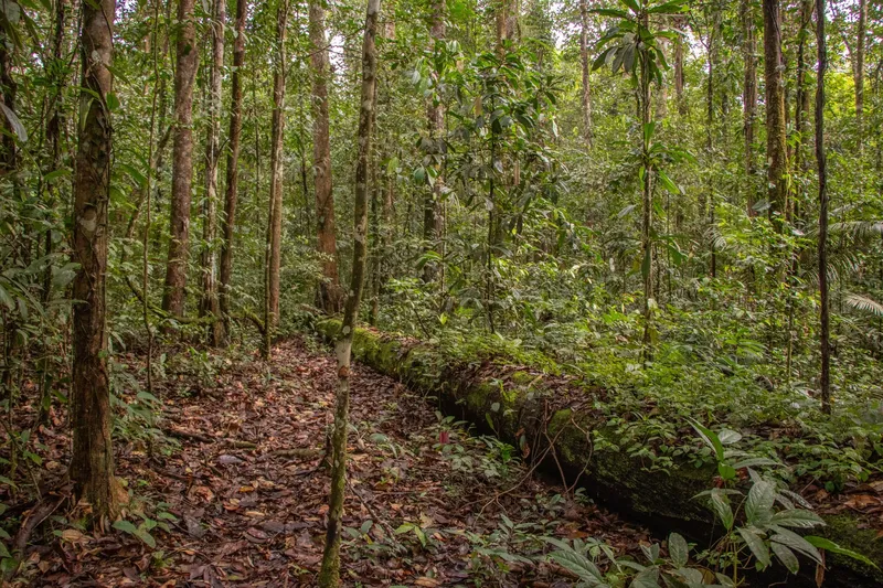 Sendero en la selva junto a un gran tronco caído cubierto de musgo, entre árboles de troncos finos y suelo de hojas