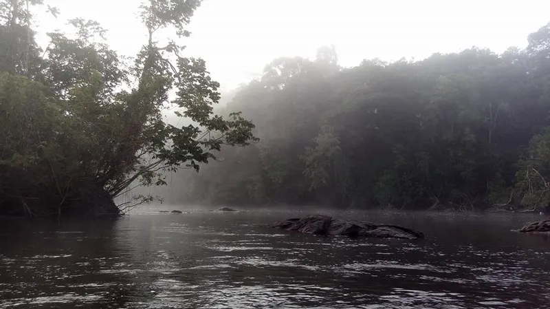 Niebla matinal sobre el río Jari, en el Parque Nacional Montañas de Tumucumaque.