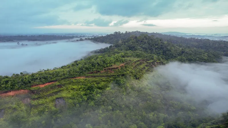 Aerial view of the forested ridge of the Mina F12 lookout, with strips of red earth and mist in the valleys.