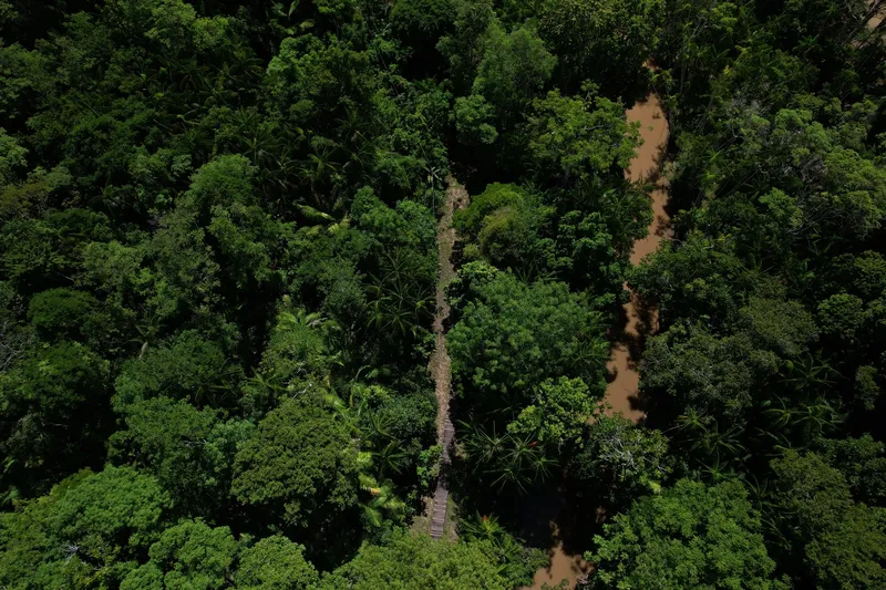 Vista aérea de cima da floresta densa da Ilha de Santana, com a passarela da trilha e um igarapé de água barrenta.