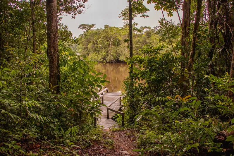 Sendero en la selva que baja hasta un muelle de madera a orillas del río, en el Parque Nacional Montanhas do Tumucumaque.
