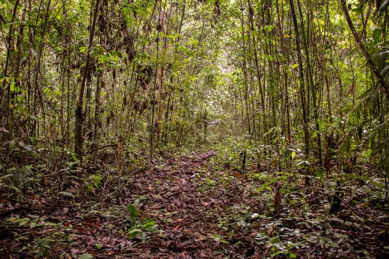 Sendero cubierto de hojas secas que atraviesa un tramo de selva con muchos tallos finos, en la Floresta Nacional de Amapá