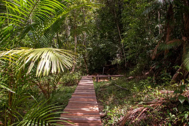 Wooden boardwalk through dense forest at Balneário Belas Águas, with palm fronds in the foreground and filtered light.