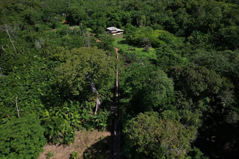 Vista aérea da passarela da Trilha das Samaúmas cortando a floresta da Ilha de Santana até uma casa na clareira.
