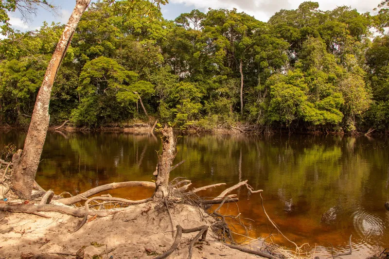 Sandy bank with exposed roots and tea-coloured water reflecting the forest at Balneário da Prainha