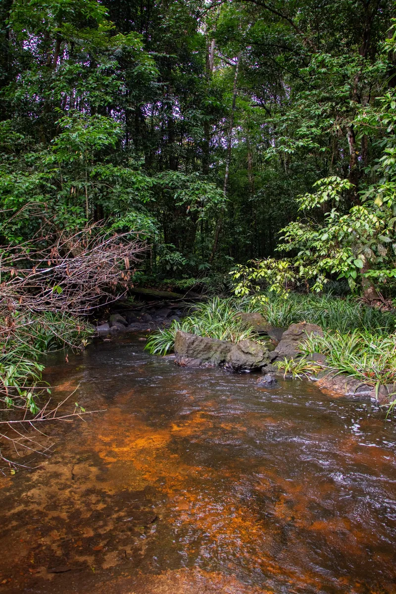 Arroyo poco profundo de fondo anaranjado en el sendero de la Cachoeira da Glorinha, con piedras, plantas en la orilla y selva alta