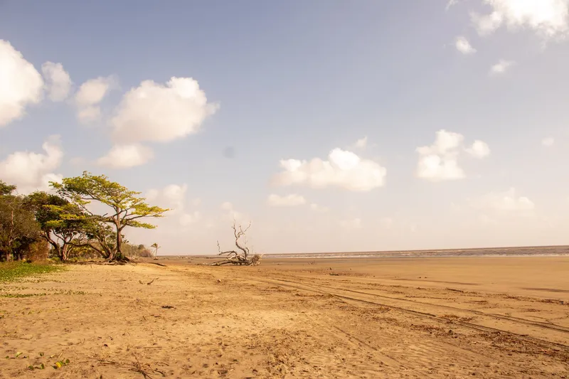 Areia clara da Praia do Goiabal com árvores retorcidas na borda, um tronco seco na praia e o mar no horizonte sob céu azul