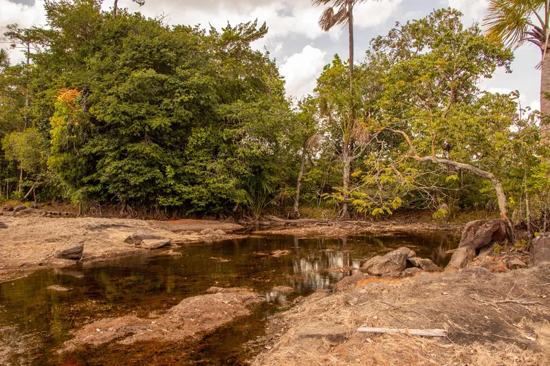 Mare d'eau couleur thé entre des dalles rocheuses aux rapides du Topéca, entourée d'une forêt dense et de palmiers