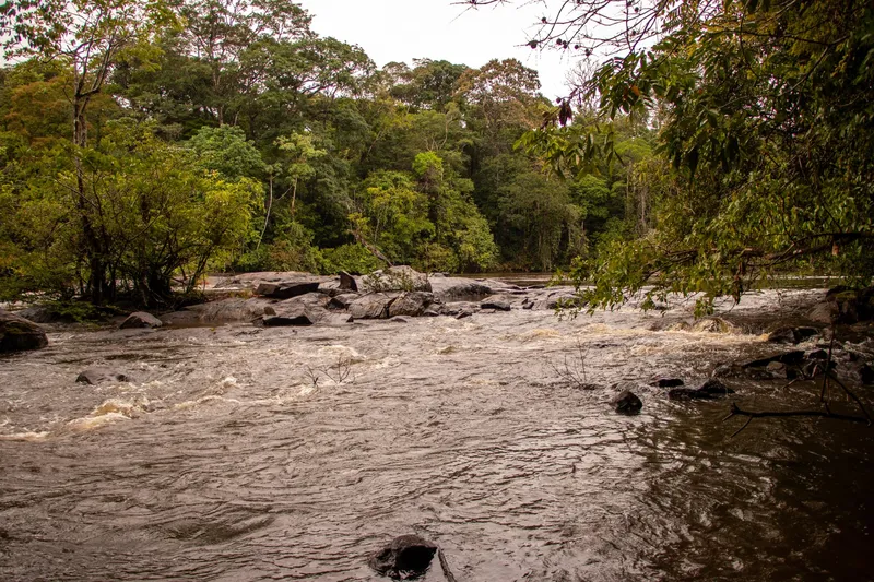 Rápido de agua turbia entre piedras oscuras, con selva densa en las orillas, en el Parque Nacional Montanhas do Tumucumaque.