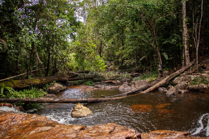 Arroyo de agua oscura que corre entre piedras y troncos caídos en la selva del Balneário da Dona Antônia.