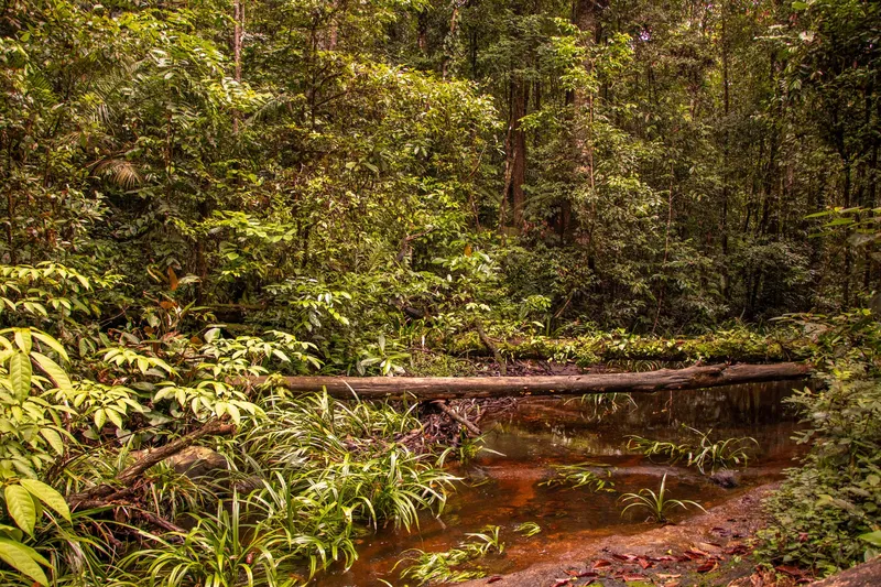 Tronco caído atravesado sobre un arroyo de agua rojiza, rodeado de follaje en el sendero de la Cachoeira da Glorinha