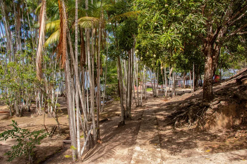Paved path shaded by açaí palms and a mango tree laden with fruit at Balneário Recanto do Cupu, with the river in the background.