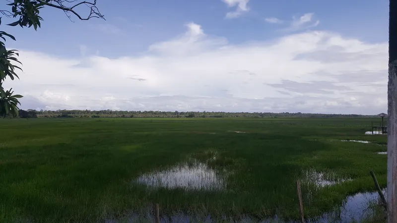 Campos inundables del Área de Protección Ambiental del Río Curiaú, en Macapá.