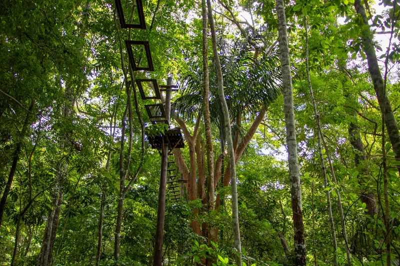 Wooden ladder and platform attached to a tall tree, seen from below, in the dense forest of Bioparque da Amazônia.