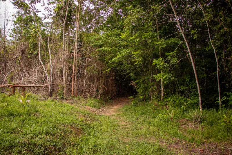 Entrada de un sendero de tierra entre el césped y la selva cerrada en el Balneário da Dona Antônia.