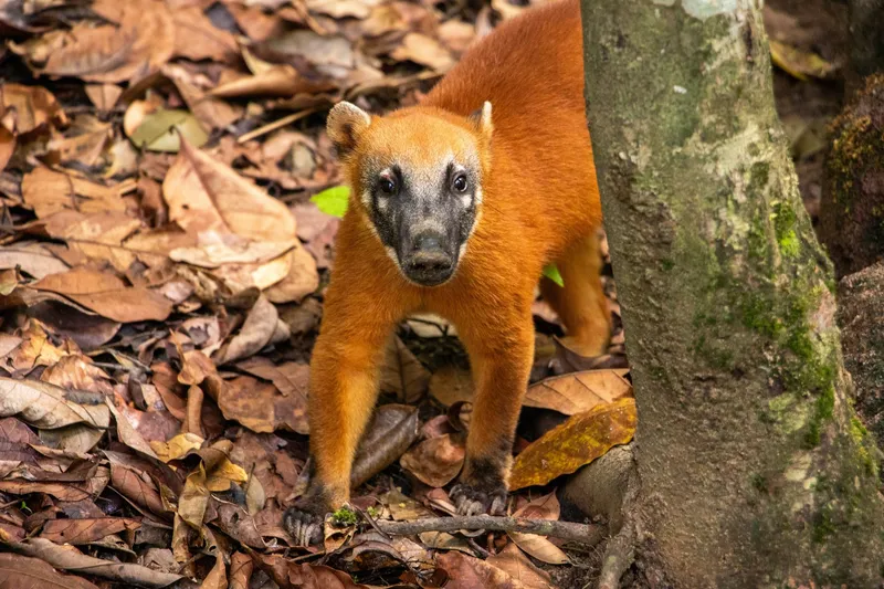 Orange-furred coati among dry leaves next to a mossy tree trunk at Bioparque da Amazônia.
