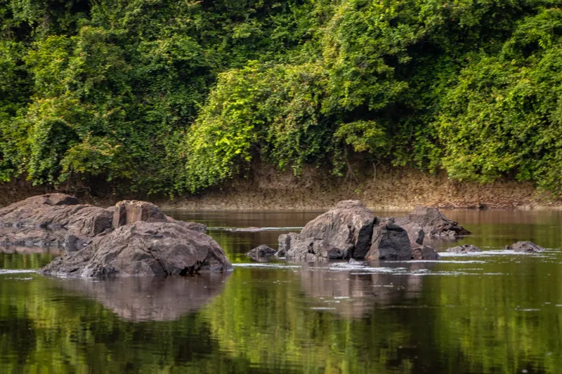 Piedras oscuras en el río de aguas tranquilas de la Floresta Nacional de Amapá, con la selva verde de la orilla reflejada en el agua