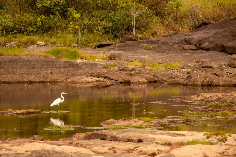 White egret in the shallow river between rock slabs at Balneário Asa Aberta, reflected in the water, with vegetation on the bank