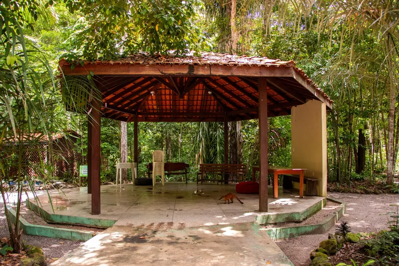 Tiled-roof gazebo with benches and a table in the forest of Bioparque da Amazônia, with a coati on the floor.