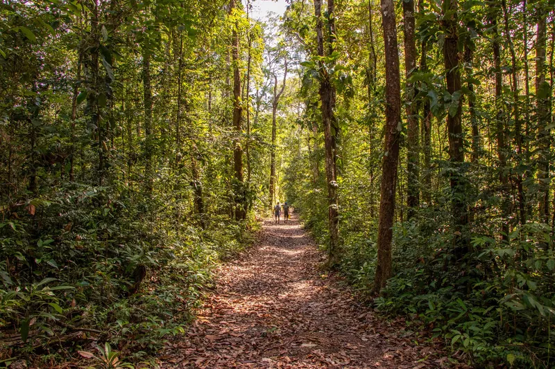 Trilha coberta de folhas secas na mata a caminho da Pedra do Abacaxi, com luz do sol entre árvores altas e duas pessoas ao longe