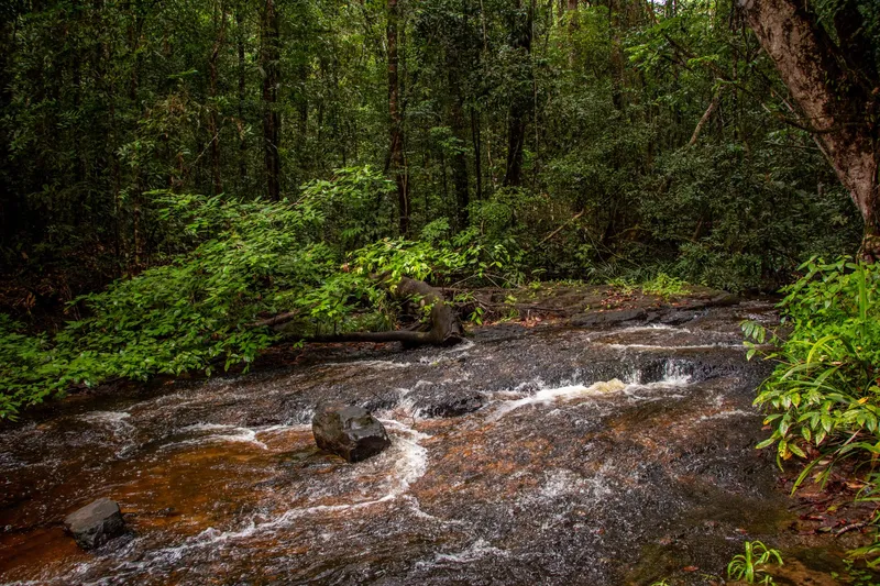 Arroyo de agua color té corriendo sobre una laja en el sendero de la Cachoeira da Glorinha, con un árbol caído y selva cerrada