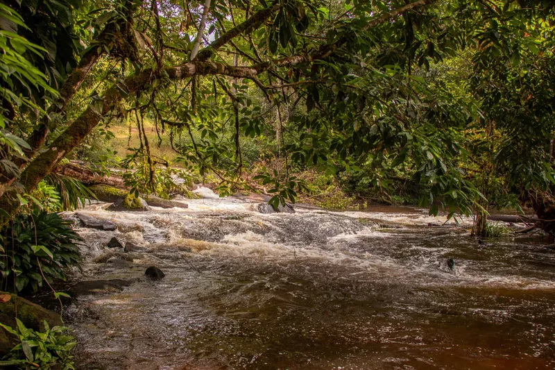 Corredeira da Fumaça vista de perto sob galhos de árvores, com água marrom e espuma branca passando entre pedras