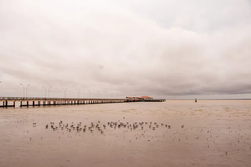 Muelle Eliezer Levy visto desde la orilla con marea baja, aves posadas en el fango y cielo nublado sobre el río Amazonas.